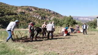 Hadimde at ve eşekle patates hasadı: Atalardan kalan kara sabanla yapılıyor