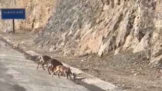Hakkaride su içen dağ keçileri görüntülendi