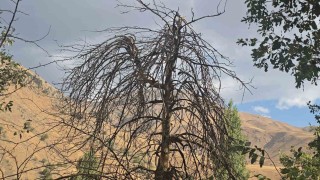 Hakkarinin Cevizli köyünde ağaçlar kurudu, tarlalar susuz kaldı