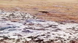 Halfetide nesli tükenme tehlikesi altında olan çizgili sırtlan görüldü