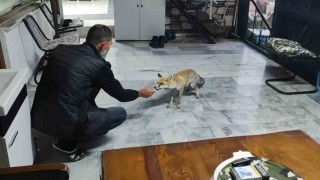 Hane halkı gibi davranıyor, tilkinin dostluğu gülümsetiyor