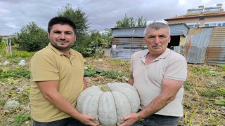 Hasadı başlayan balkabağı fiyatıyla yüzleri güldürdü