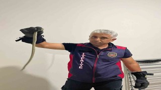 Hatayda eve giren yılanları itfaiye yakaladı