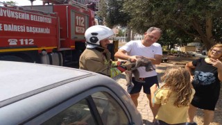 Hatayda palmiyede mahsur kalan kedi ekipler tarafından kurtarıldı