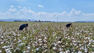 Hatayda pamuk ve soya ekili araziler kontrol edildi