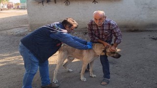 Hayraboluda kedi ve köpekler kimliklendiriliyor