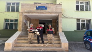 Hınısta Toy kuşu yaralı olarak bulundu