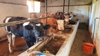 Hisarcık ilçesinde şap karantinası