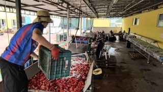 Hollandanın biber salçasını İnegöllü kadınlar üretiyor