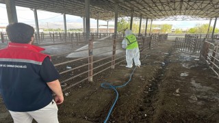 Iğdırda açılan hayvan pazarı 2 hafta sonra tekrar kapatıldı