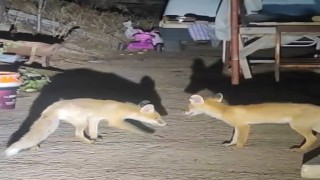 İki tilki akşamları bu evin misafiri