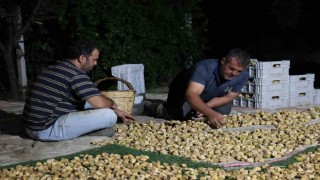 İncir üreticisi gecesini gündüzüne katarak üretim yapıyor