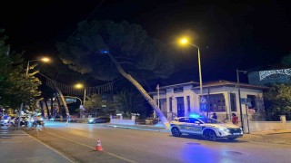 İncirliovada kuvvetli rüzgar ağacı devirdi