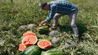 Iphone 17 almak için 30 tır karpuz ya da 2 tır domates satmak gerekiyor