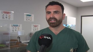 İstanbulda aşırı meyveden rahatsızlanan 200 kiloluk ayı, tomografi cihazına sokuldu, tedavi edildi