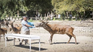 İyileşen kızıl geyik yeni yuvasında