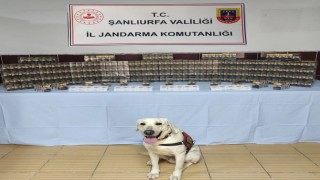 Jandarma bin 320 paket kaçak sigara ele geçirdi