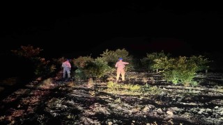 Jandarma ekipleri, narenciye hırsızlarına karşı devriyede