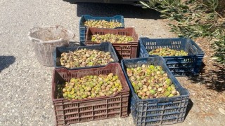 Jandarmadan incir hırsızlarına suçüstü