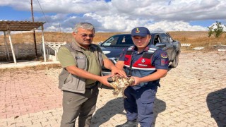 Jandarmanın dikkati yardıma muhtaç olan şahini kurtardı