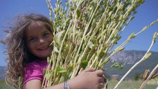 Japonların suşi susamı Gökovadan