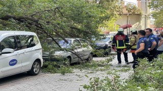 Kadıköyde ağaç dalı iki otomobilin üzerine devrildi