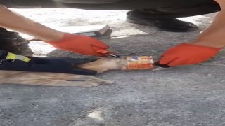 Kafası plastik kavanoza sıkışan kediyi itfaiye kurtardı