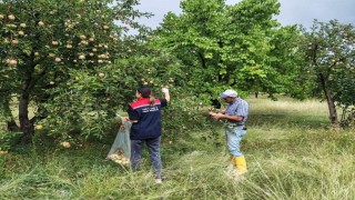 Kağızmanda elma bahçelerinde Pestisit denetimi
