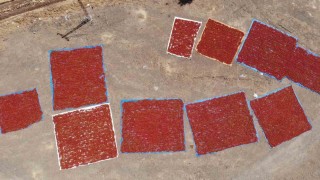 Kahramanmaraşta coğrafi işaretli biberde hasat başladı