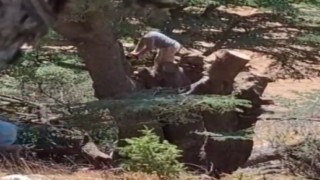 Kahramanmaraşta ormanlık alanda ağaç kesen 2 kişi yakalandı