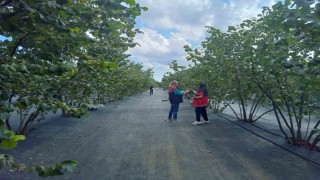 Kahverengi kokarca mücadelesinde yeni hamle