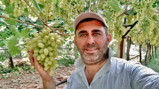 Kaliteli üzüm üretimiyle Sarıgölde örnek bağ