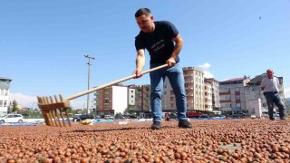 Kamyonetini 1 ton fındık karşılığında sattı