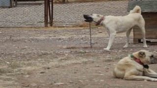 Kangallar, kış aylarında ezeli düşmanları aynı zamanda kuzenleri olan kurtların özelliklerini gösteriyor