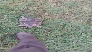 Kaplumbağa ve bahçıvanın dostluğu kıskandırdı