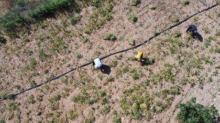Kar suyuyla sulanan, beyaz fasulyede hasat zamanı