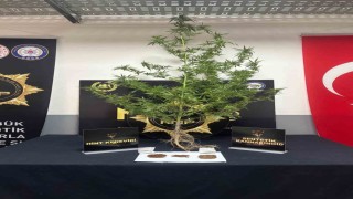 Karabükte uyuşturucu operasyonu: 1 tutuklama