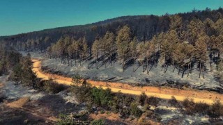 Karabükteki orman yangınında geriye acı manzara kaldı
