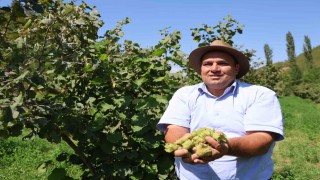 Karadeniz değil Adana: Torosların eteğinde fındık hasadı