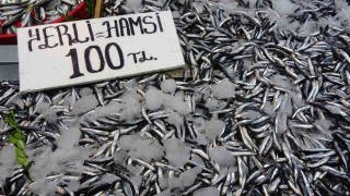 Karadenizde hamsi bereketi sürüyor