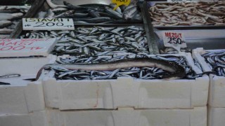 Karadenizde nadir görülen yılan balığı yakalandı