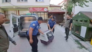 Karamanda yaralı leylek koruma altına alındı