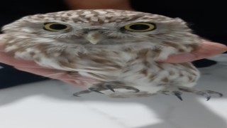 Karapınarda bulunan yaralı baykuş koruma altına alındı