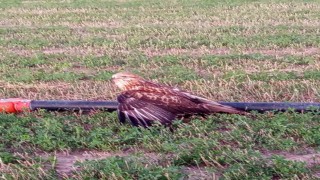 Karapınarda yaralı halde bulunan Kızıl Şahin koruma altına alındı