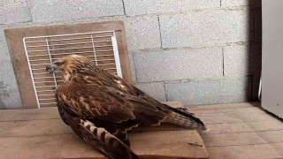 Karapınarda yaralı kızıl şahin bulundu