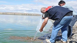 Kars göllerine binlerce sazan yavrusu bırakıldı
