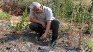 Karşıyaka Yamanlarda yanan ormanlar yeşeriyor