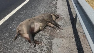 Karsta aracın çarptığı domuz telef oldu