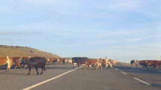 Karsta karayoluna çıkan büyükbaş hayvanlar trafiği aksattı