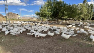 Karsta kazlar kesime hazırlanıyor: Sofralık lezzet için geri sayım başladı